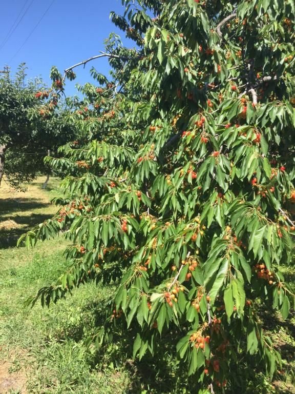 Дома для отпуска Apple Tree Family Home (ECO) Dzorakap